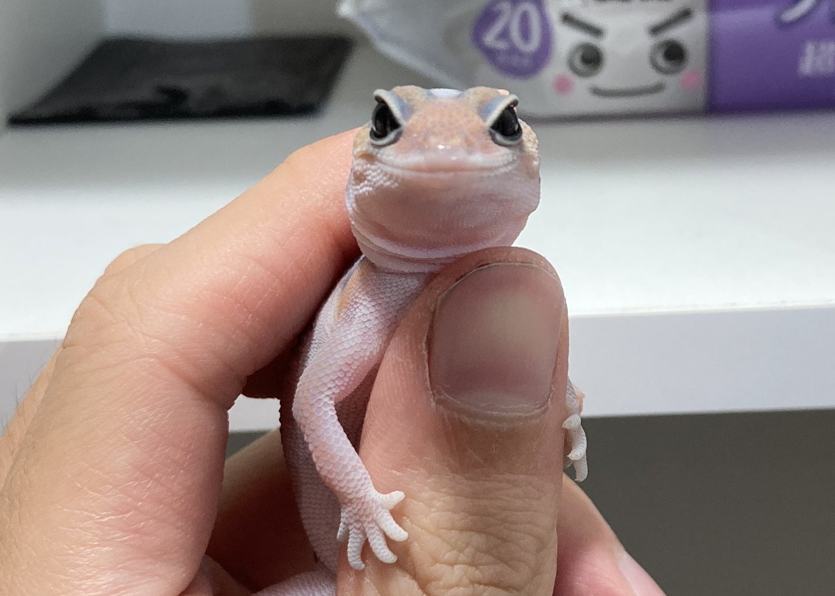 SHN REPTILES 3.0💮24日埼玉エキスポ tweet media