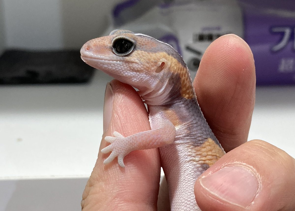 SHN REPTILES 3.0💮24日埼玉エキスポ tweet media