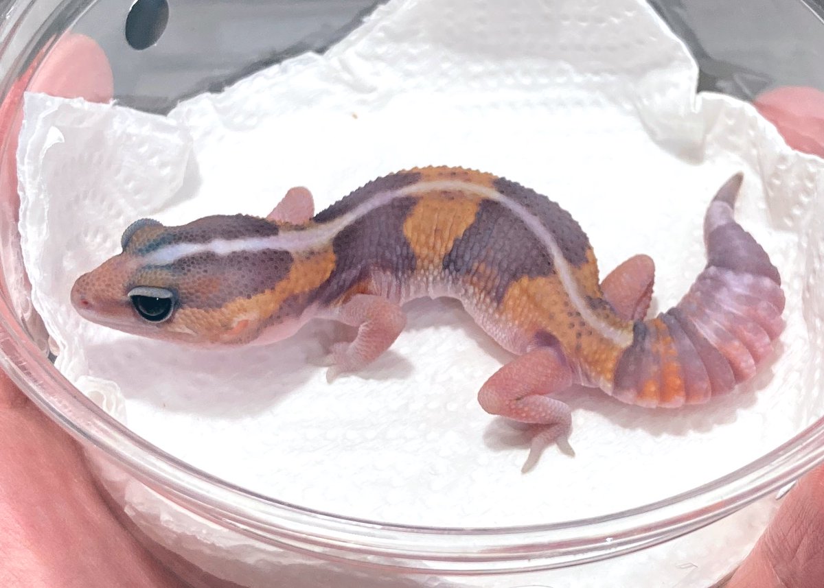 SHN REPTILES 3.0💮24日埼玉エキスポ tweet media