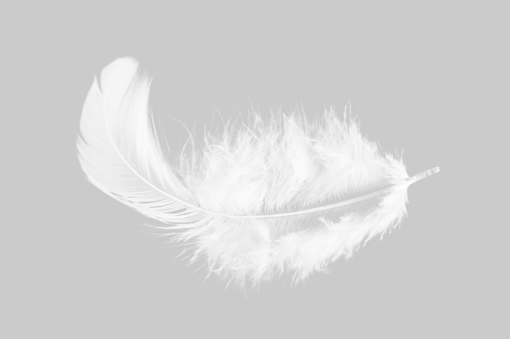 PsychicPages's tweet photo. This #MagicFeather is a sign from Spirit 😇 https://t.co/RHyf6S02kj