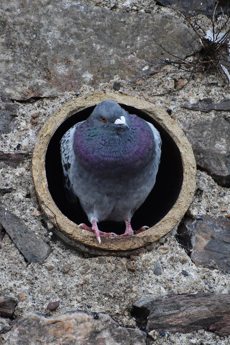 Pigeon wondering what all the noise is about in Brixham, Devon, UK #birds #birdphotography #birdwatching #TwitterNatureCommunity