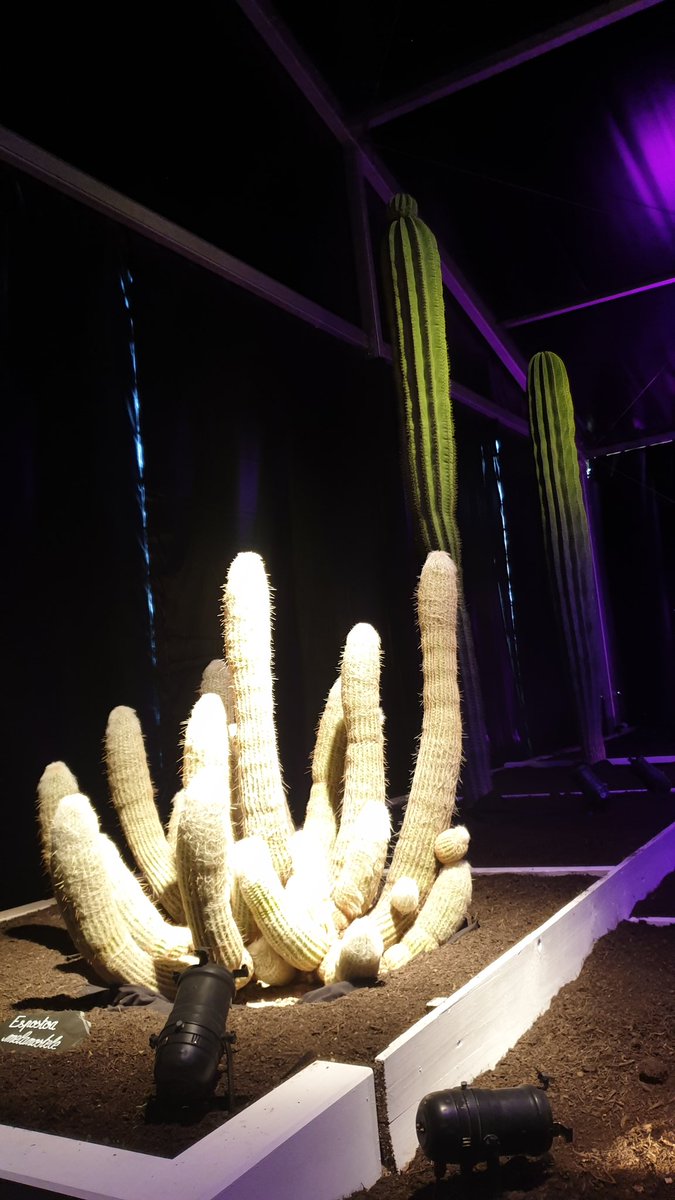 LaNinaCaracol's tweet photo. 🎵 Pour me défendre de leurs cactus
À mon tour j'ai mis des cactus
Dans mon lit, j'ai mis des cactus
Dans mon slip, j'ai mis des cactus
Aïe aïe aïe! Ouille! Aïe!🎶
#folieflore #mulhouse https://t.co/tDd3irCHSz