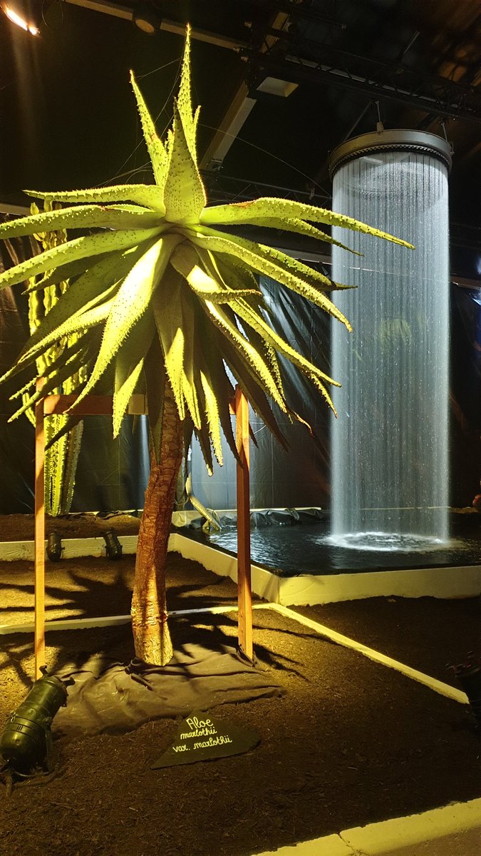 LaNinaCaracol's tweet photo. 🎵 Pour me défendre de leurs cactus
À mon tour j'ai mis des cactus
Dans mon lit, j'ai mis des cactus
Dans mon slip, j'ai mis des cactus
Aïe aïe aïe! Ouille! Aïe!🎶
#folieflore #mulhouse https://t.co/tDd3irCHSz