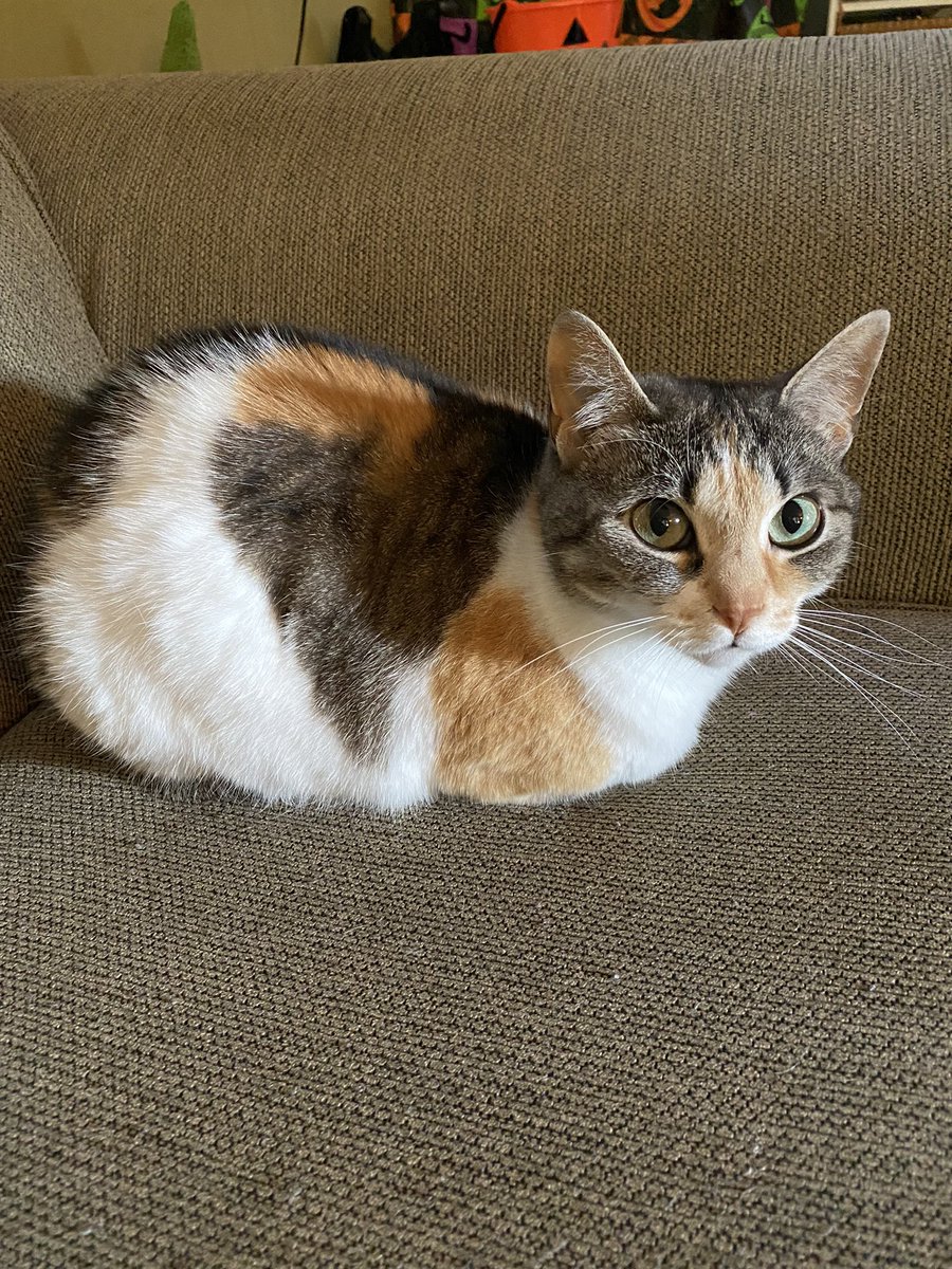 Happy #EasyFriday! I hope you get to loaf around today. See cat for inspiration.