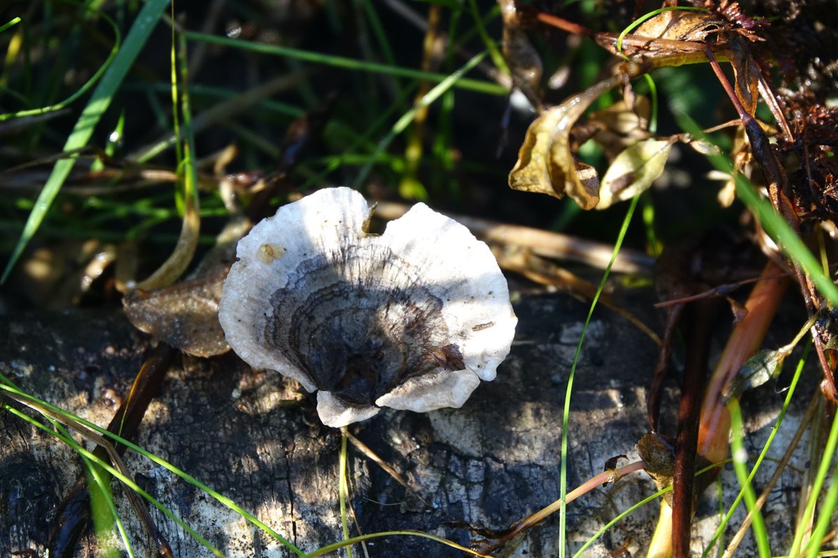 Patrmeert's tweet photo. Art by #nature Kuizenbos Aalst #natuurpunt https://t.co/jpBtYPdzh5