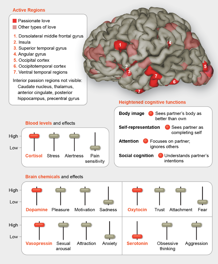 Your brain in love.

Credit: James W. Lewis, West Virginia University and Jen Christiansen

#neuroscience #neurotwitter #Science #Biology