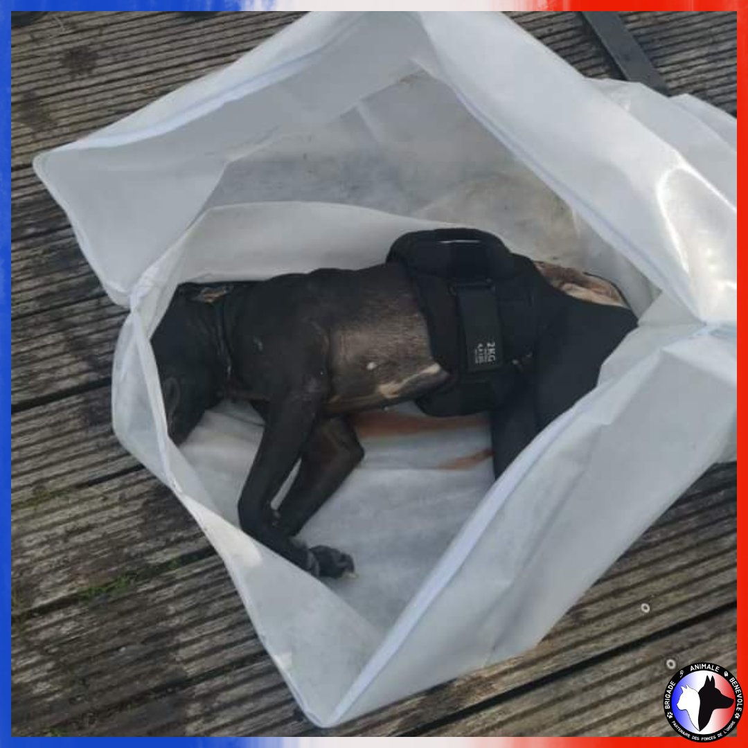 Brigade Animale Bénévole | BAB tweet media
