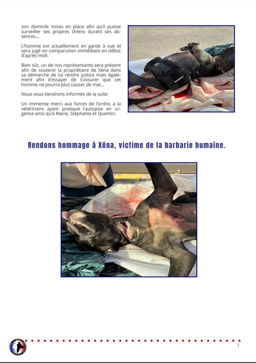 Brigade Animale Bénévole | BAB tweet media