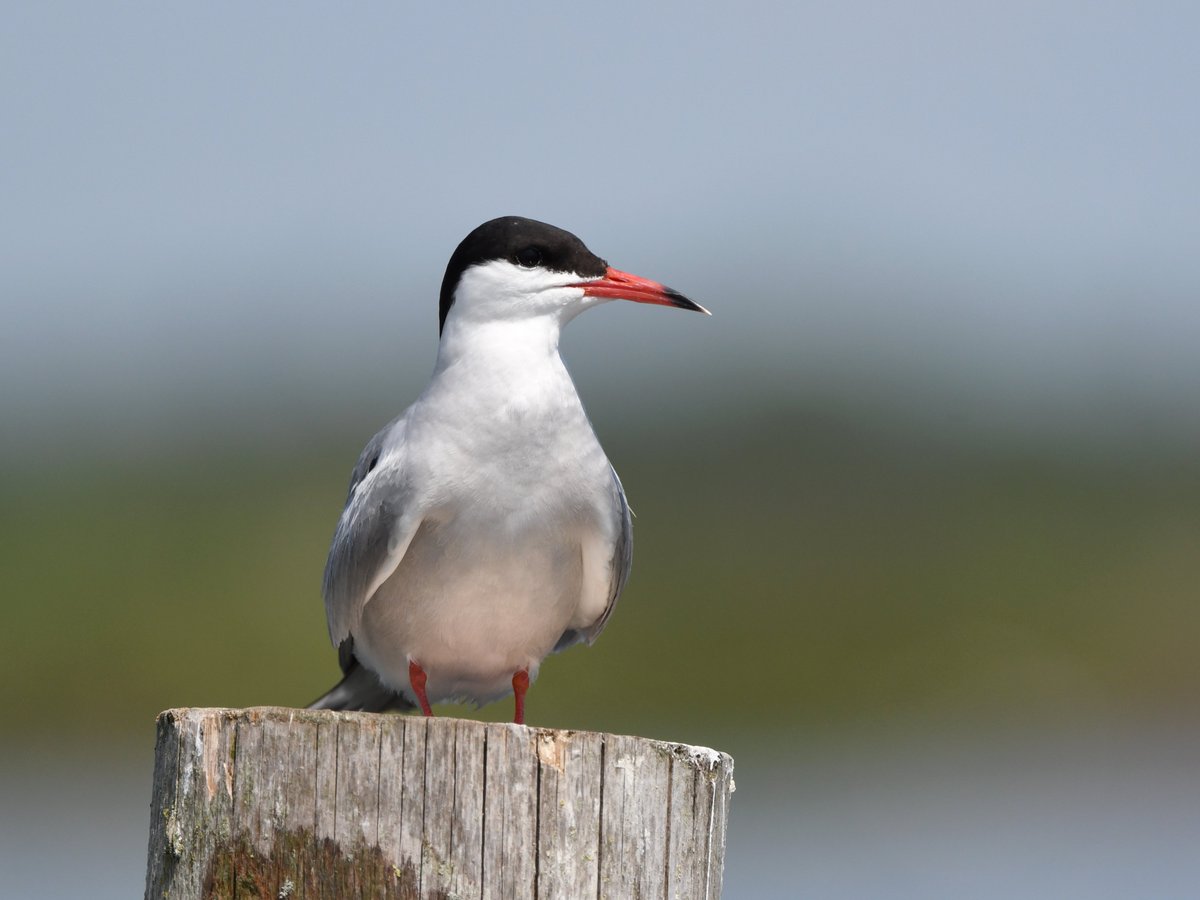 We zijn trotse sponsor van de Landelijke Dag van <a href="/Sovon/">Sovon Vogelonderzoek Nederland</a> op 26 november! Wij zijn aanwezig met een stand. Kom vooral langs voor een praatje, of voor vragen over o.a. vogelonderzoek. Kijk voor meer informatie op:
sovon.nl/over-sovon/lan…
Foto: visdief, Kees de Vries
