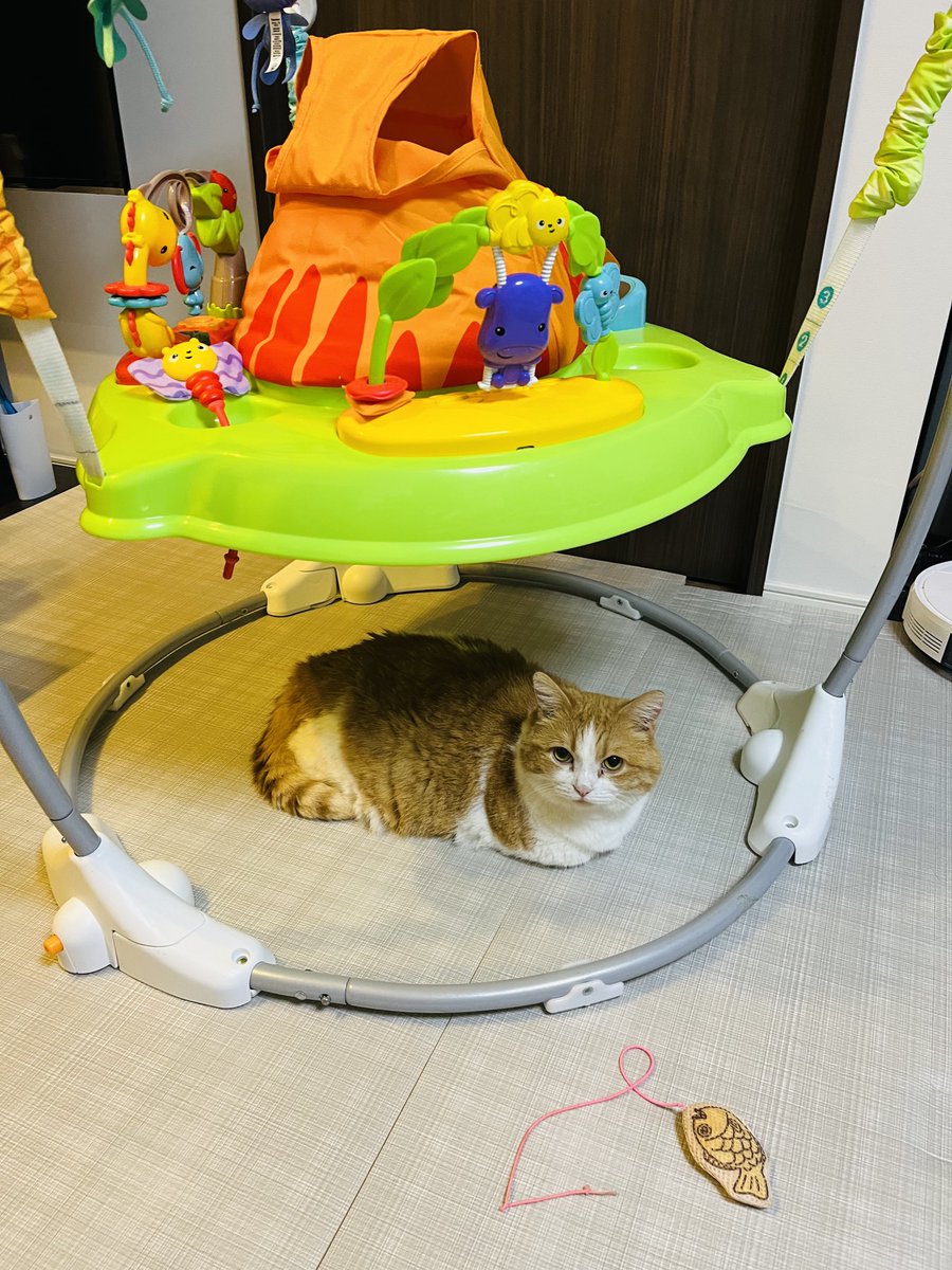 chonpy5010's tweet photo. 息子のおもちゃ、いつの間にか猫ホイホイになっとる https://t.co/IsYSnR7juM
