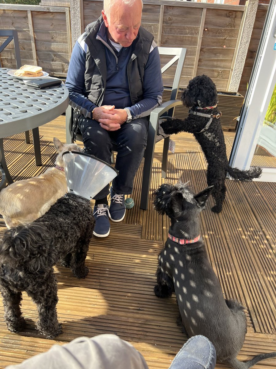 littlewood_mark's tweet photo. Grandad’s got a bacon sandwich 🥓😂

#Flanked #Bacon #ScottishTerrier #CairnTerrier #Cavapoo #dogsoftwitter @RonSmart15 https://t.co/MkCvahNh3A
