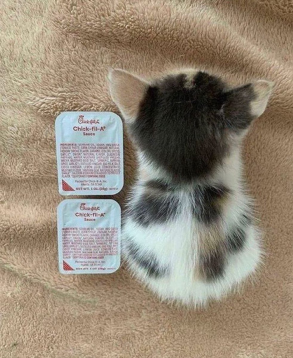 catpicsdealer's tweet photo. sauce growth https://t.co/ku4BZ34aX3