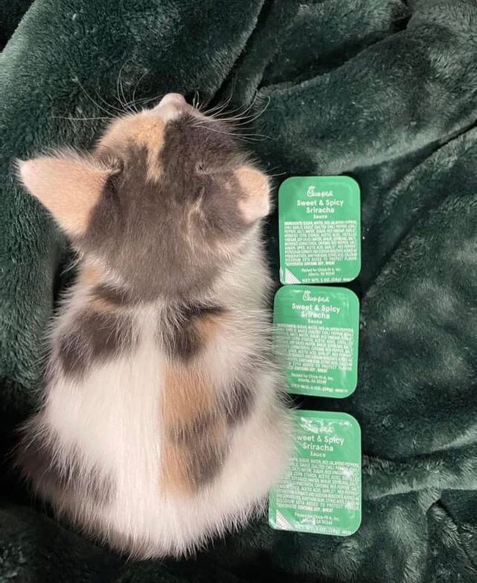 catpicsdealer's tweet photo. sauce growth https://t.co/ku4BZ34aX3