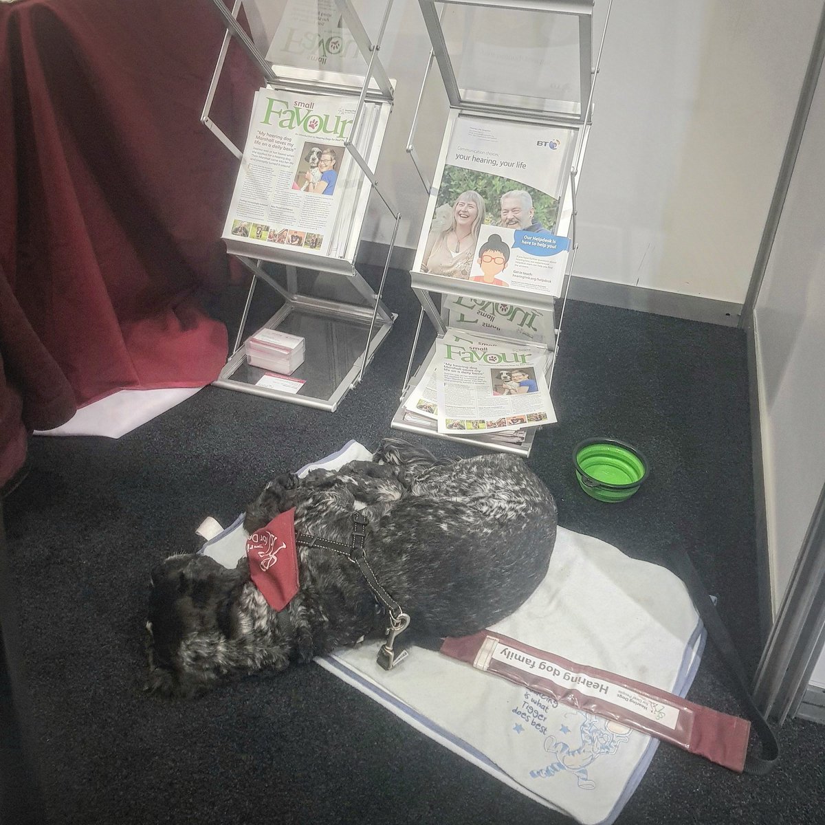 LesleyT999's tweet photo. Whew what a #busymorning soooooo many #cuddles @baaudiology in the Manchester convention centre. Just having a quick snooze before the #lunchtimerush, #recharge
My #cuddle battery @hearingdogs @volteamhdogs https://t.co/KVWdj0gnVU