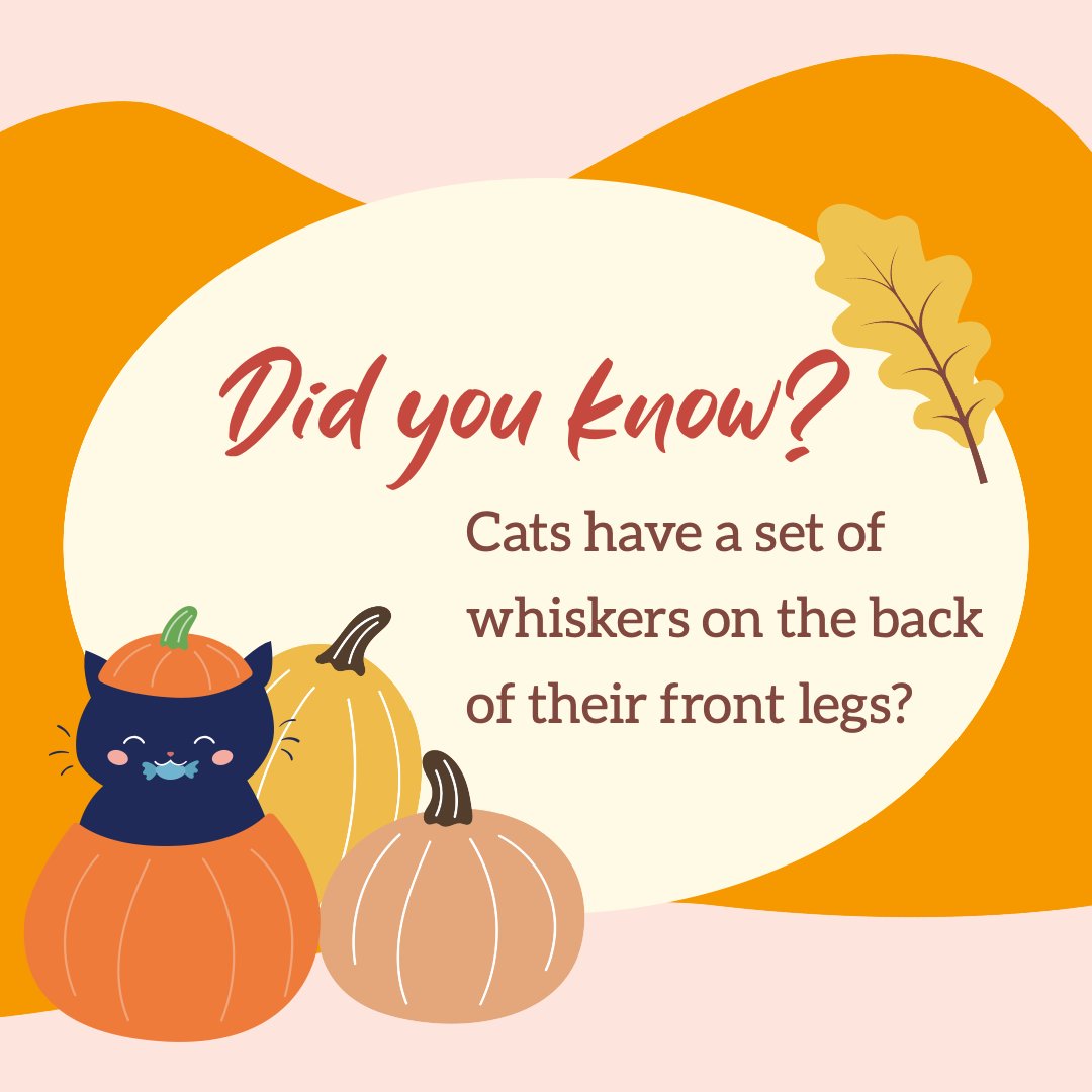 Soothing_Dog_S's tweet photo. Did you know your cat's cute whiskers aren't just on their face? 

#dogsoffacebook #dogslife #dogdays #kittenlife #spotifymusic #applemusic #catmom https://t.co/W8RxnzbH1f