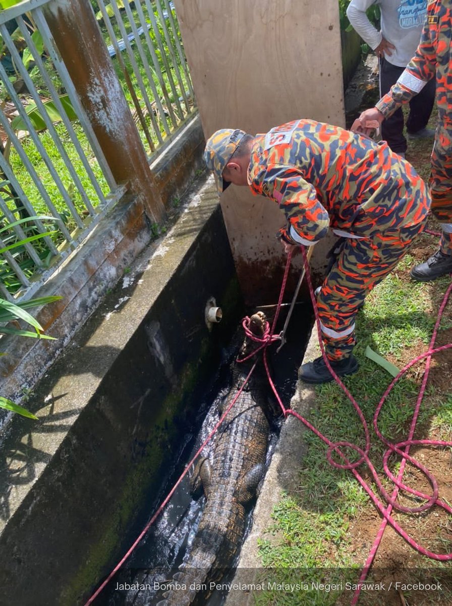 NewsBFM's tweet photo. 1. Sarawak authorities captured a 3-metre male crocodile that was spotted in a drain near a playground in Taman Serambi, Semariang this morning.

The Petra Jaya fire station received an alert about the reptile at 10.16am today. https://t.co/C4e8alv868