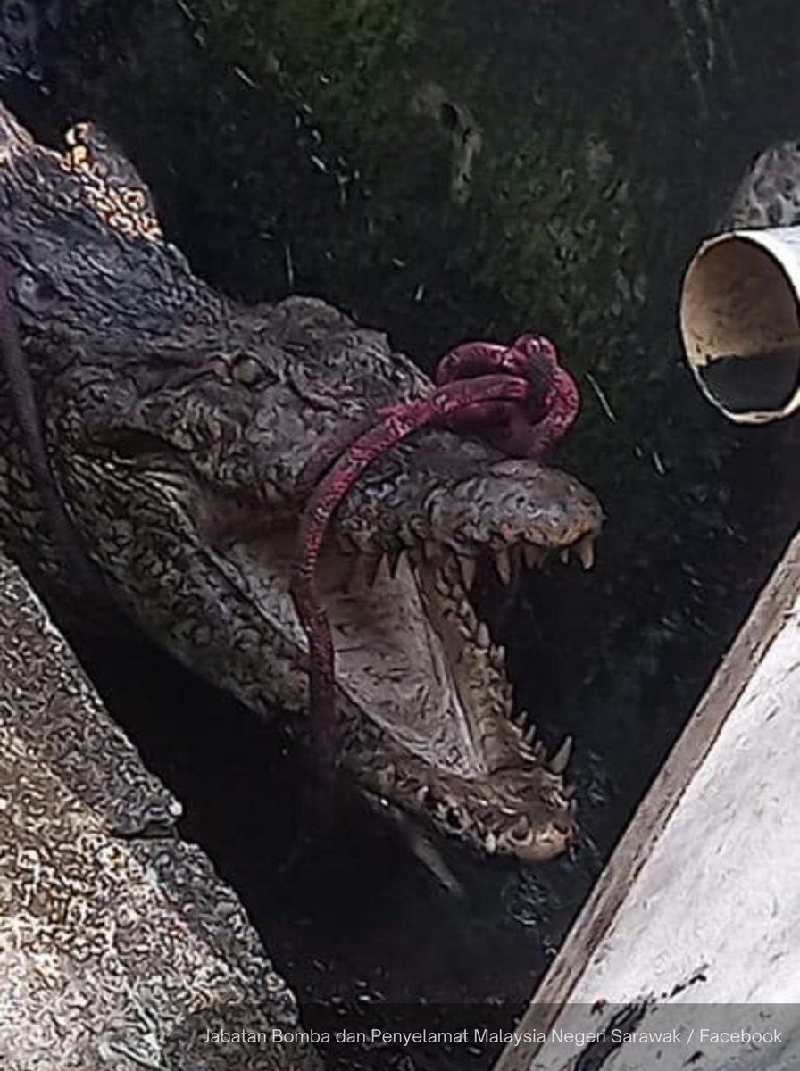 NewsBFM's tweet photo. 1. Sarawak authorities captured a 3-metre male crocodile that was spotted in a drain near a playground in Taman Serambi, Semariang this morning.

The Petra Jaya fire station received an alert about the reptile at 10.16am today. https://t.co/C4e8alv868