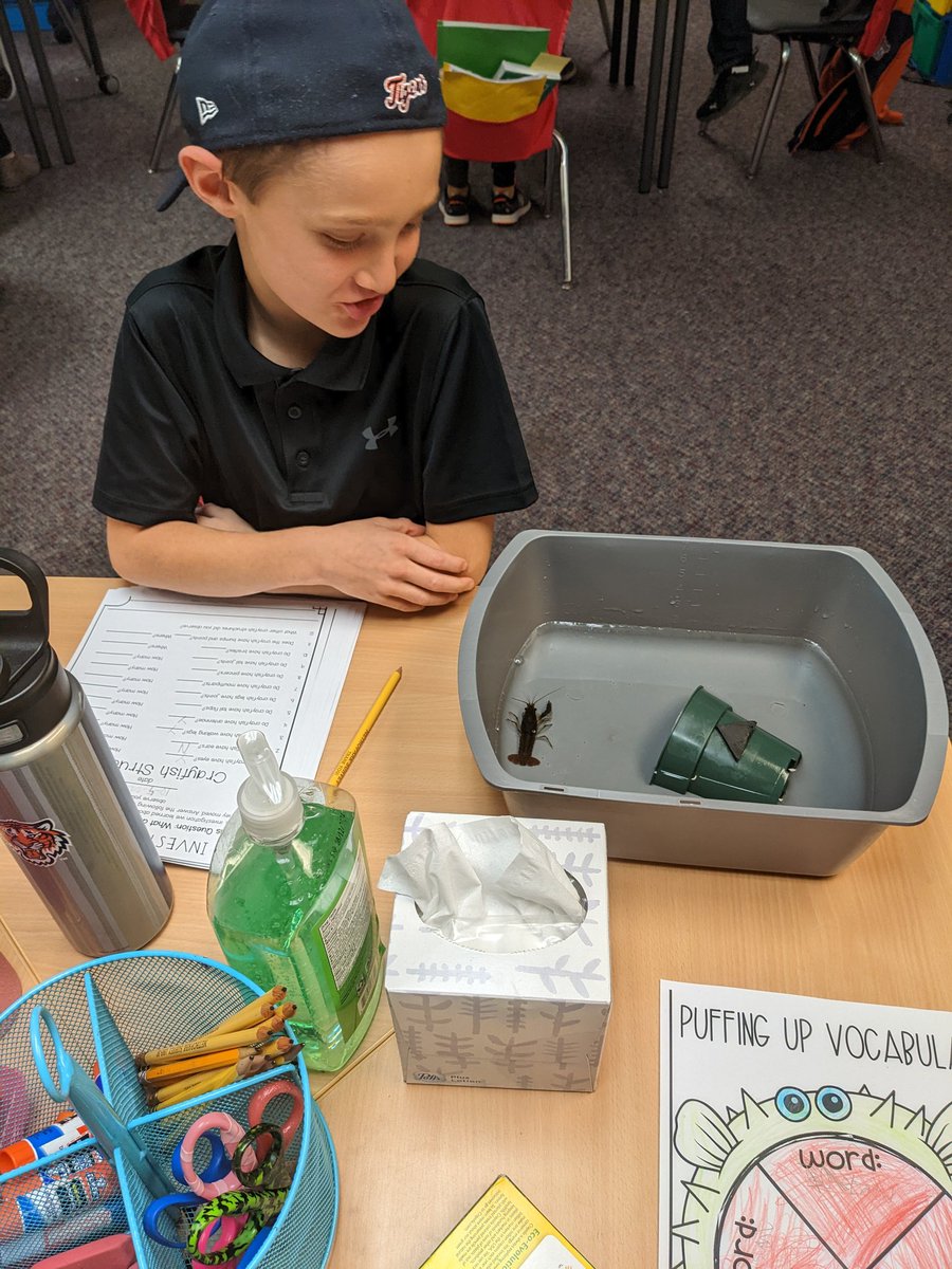 PrasadHeintz's tweet photo. Exploring and observing the structures and behaviors of crayfish! @NoviVillageOaks #novipride #voheart https://t.co/Fm5MVx30pN