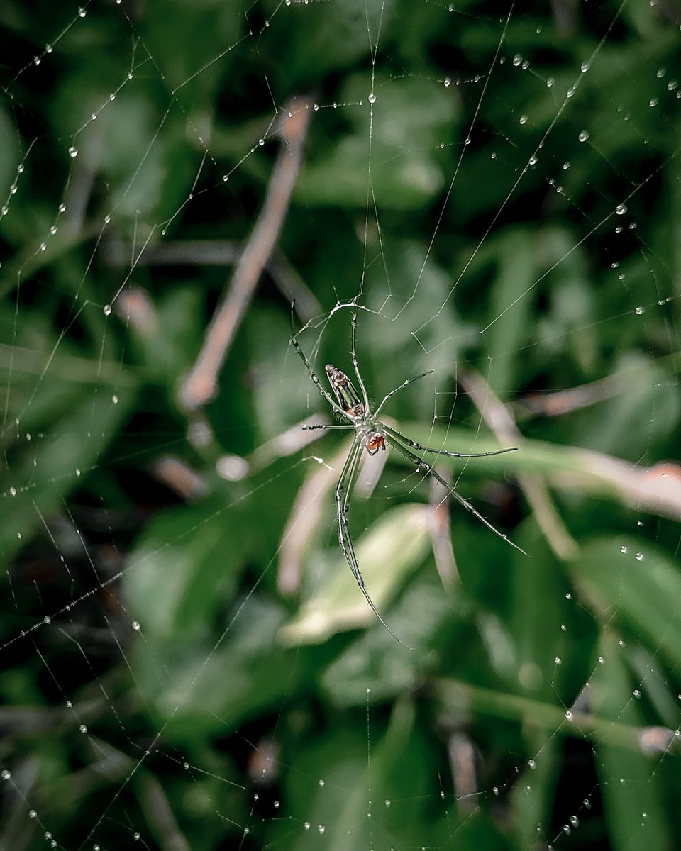 fotuwalababa's tweet photo. Spiderman 🥵 🕷️
.
.
Shot on @realmeIndia @realmeCreators 
.
.
.
#realme #realmeindia #fotuwalababa #macro #macrophotography #NFTs #NFTGiveaways #NFTGiveaway https://t.co/wCWnblvhIA