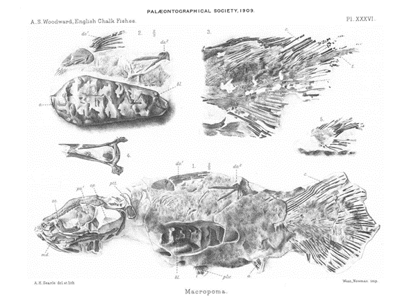Palaeontographical Society tweet media