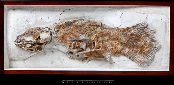 Palaeontographical Society tweet media