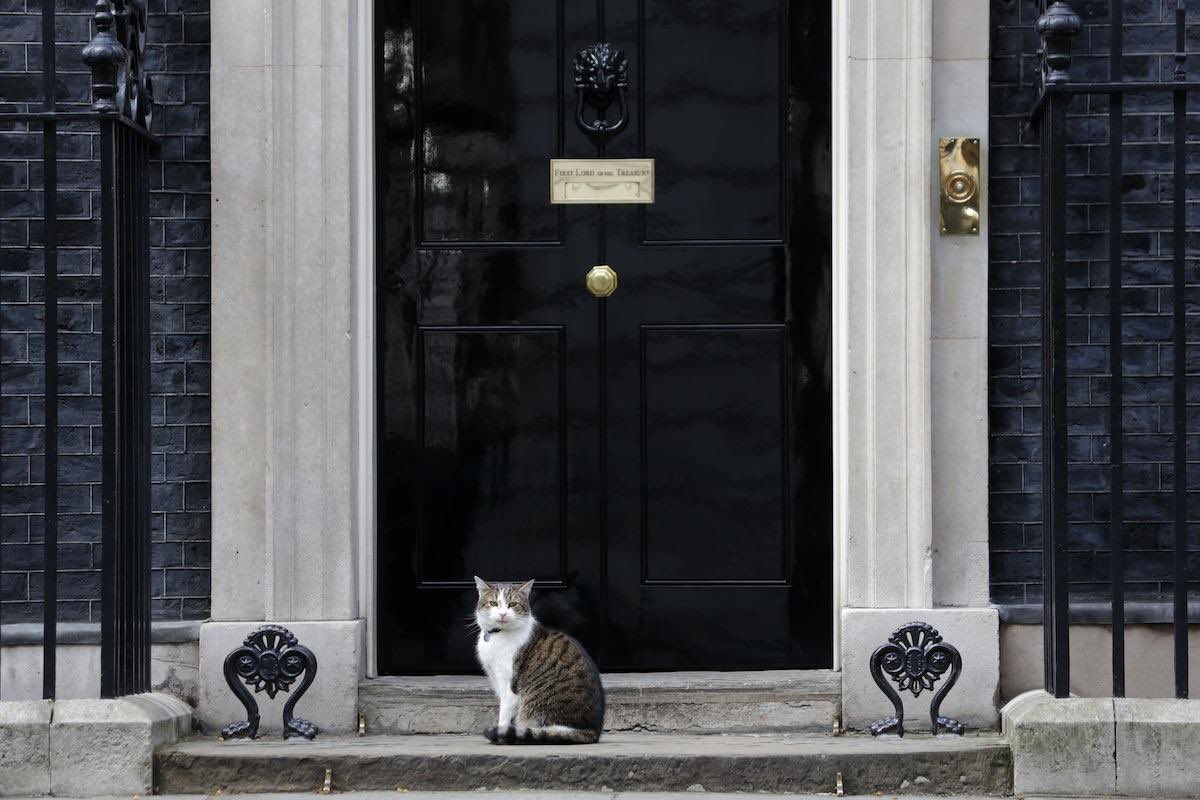 sirgaryo's tweet photo. The only hard working, sane and value for money inhabitant of number 10 ,,,, Larry for Prime Minister !! “ The peoples choice “ https://t.co/HC9rpRoAyO