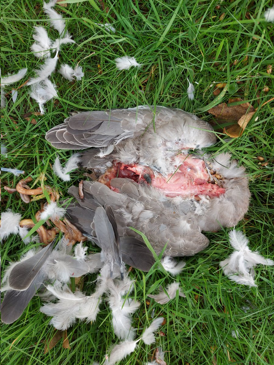 1472fuzzyface's tweet photo. @ChrisGPackham Hi Chris, I live in N Suffolk, close to a main road, but my garden is surrounded by trees. I just disturbed a bird of prey eating a pigeon, grey with yellow beak. Could this have been a peregrine please? (we've had sparrowhawks previously and have several buzzards) https://t.co/ElgEQAJxJI