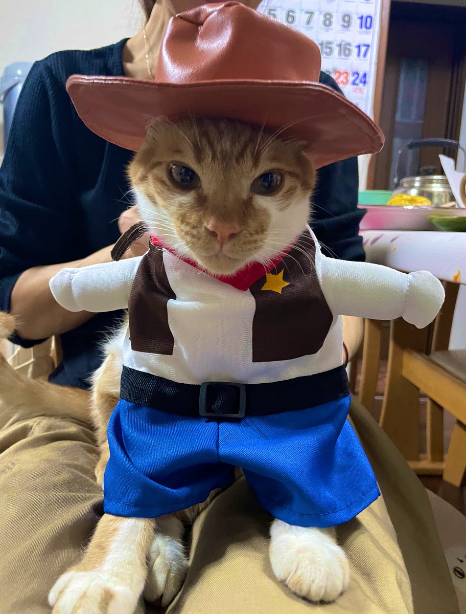 ワイルドだろー笑
#ハロニャン 
#クロネコみっけ