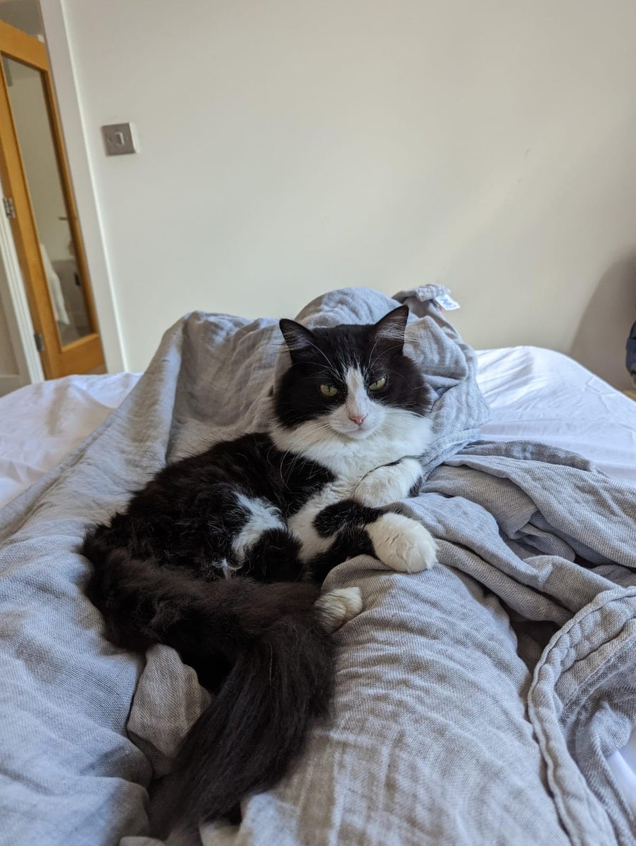 bromleycats's tweet image. 🚨Missing cat🚨
Can you spread the word #br3 and help get Zeus home safe and sound?
Last seen on the 27th of September in #beckenham  @BeckTogether @BeckenhamPlace1