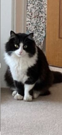 bromleycats's tweet image. 🚨Missing cat🚨
Can you spread the word #br3 and help get Zeus home safe and sound?
Last seen on the 27th of September in #beckenham  @BeckTogether @BeckenhamPlace1