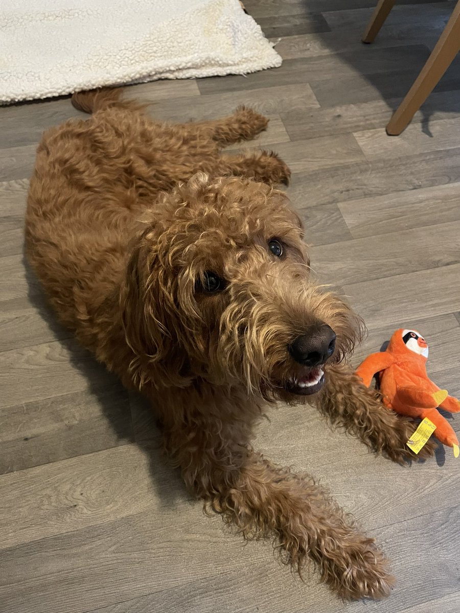 Got a work buddy today 🧡🥰 happy Friday! #weekend