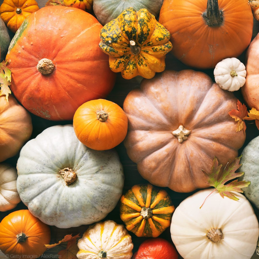 Autumn would not be the same without 🎃🎃🎃

Yet, they will be history if pollinators disappear, just as many other foods we love

Visit #PollinatorPark for an eye-opening round of grocery shopping in a future without 🦋🐝🪰: pollinatorpark.eu

#WorldFoodDay #EUPollinators