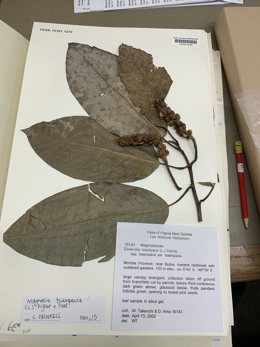 timutteridge's tweet photo. Parrots, not only gorgeous birds, but under rated plant collectors “branchlets cut by parrots”. Look at the size of those fruiting twigs - perfect for the herbarium! @ParrotOfTheDay #png #newguinea #herbarium #plantcollecting https://t.co/V0Tf5ygOtN