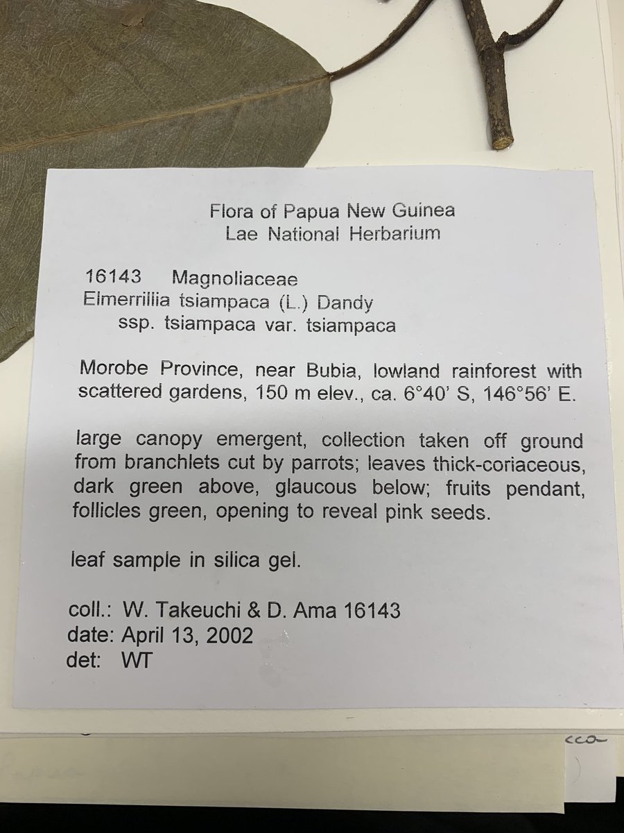 timutteridge's tweet photo. Parrots, not only gorgeous birds, but under rated plant collectors “branchlets cut by parrots”. Look at the size of those fruiting twigs - perfect for the herbarium! @ParrotOfTheDay #png #newguinea #herbarium #plantcollecting https://t.co/V0Tf5ygOtN