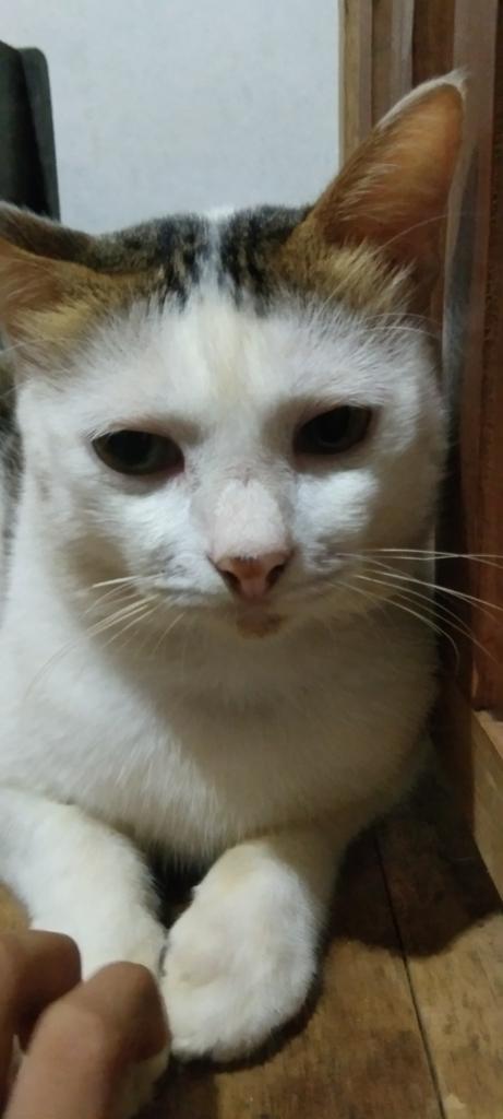 Baim kok mirip kucing meme😭
