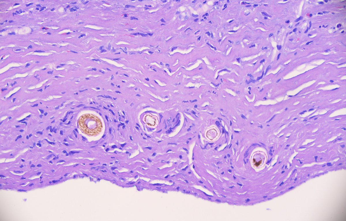 Pathologie_MedUniWien tweet media