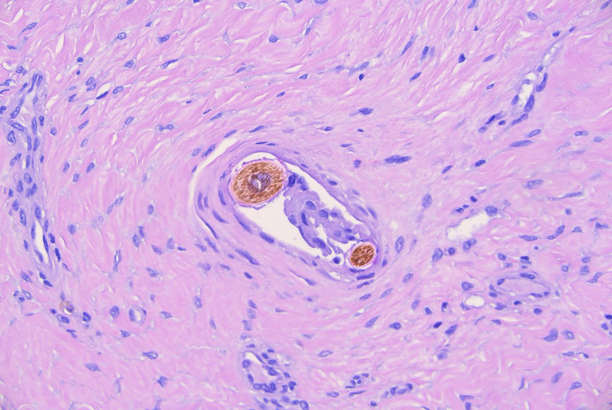 Pathologie_MedUniWien tweet media