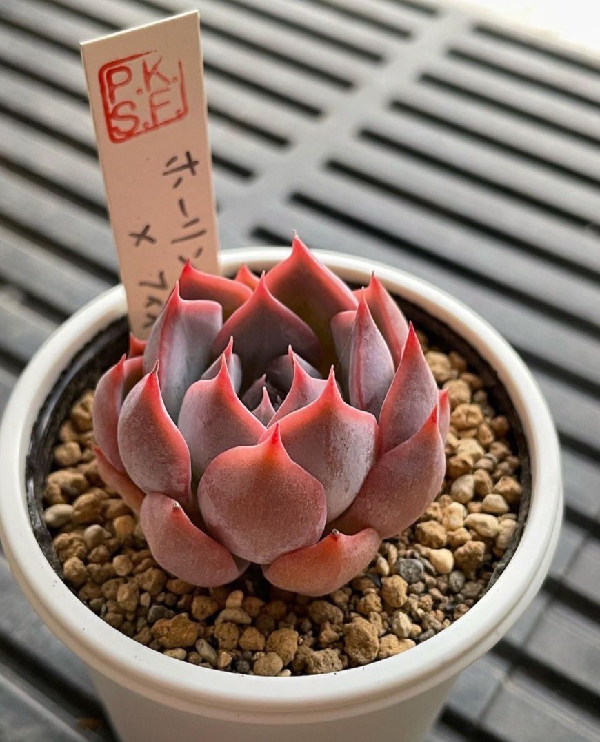 超希少 P.K.S.F Pさん苗 命名株 2個セット 札付き 多肉植物 超希少