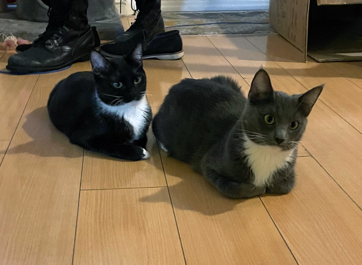 Heph's Foster Cat Haven tweet media