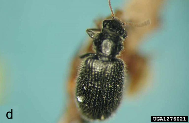 KrahenHexe's tweet photo. If you see this little beetle on your hemlock trees, please: don't kill it! Love it instead - it's eating the woolly adelgid,a highly destructive INVASIVE insect pest that's killing hemlock stands across the nation.

#IntegratedPestManagement #IPM #GoodBugs #Natives #Laricobius https://t.co/xT7XltTmug