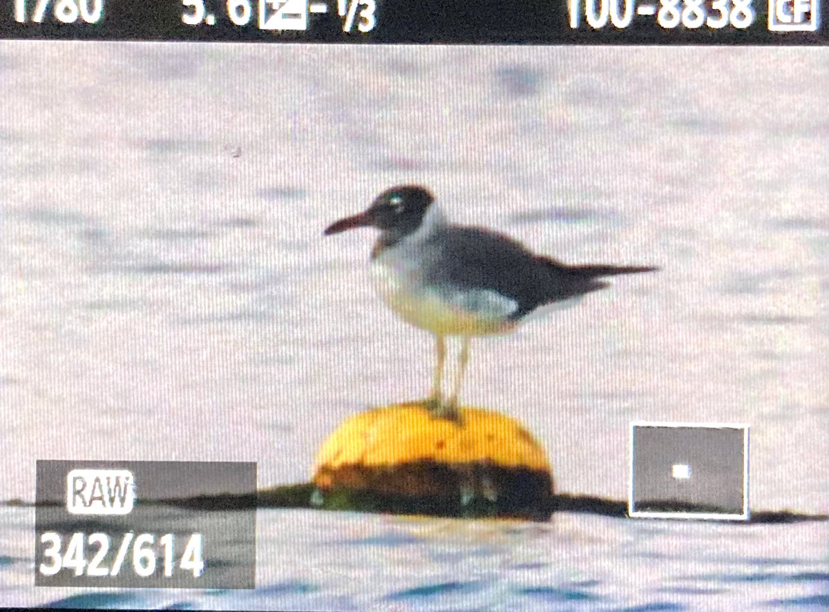 White-eyed Gull, one of an impressive 58 counted before they left their roost on the swim-lane buoys in front of the Eilat North Beach hotel metropolis; they weren’t so easy back in 1989! Last of three new birds on this great little Israel revisit and my penultimate gull.