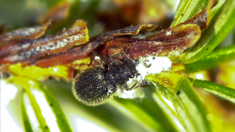 KrahenHexe's tweet photo. If you see this little beetle on your hemlock trees, please: don't kill it! Love it instead - it's eating the woolly adelgid,a highly destructive INVASIVE insect pest that's killing hemlock stands across the nation.

#IntegratedPestManagement #IPM #GoodBugs #Natives #Laricobius https://t.co/xT7XltTmug
