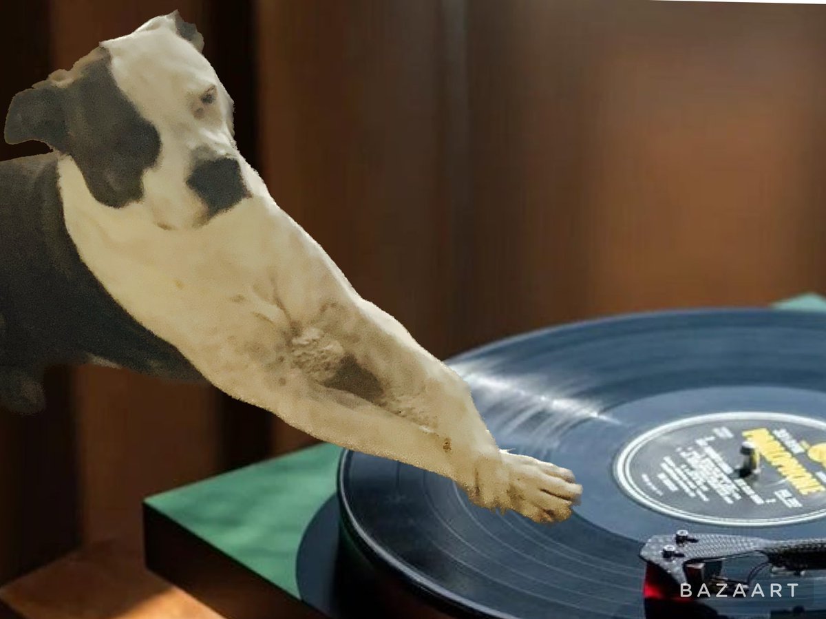 OkiePoky's tweet photo. I working on my sick beats. #OkiePoky #ZSHQ #rescuedog #amstaff #staffie #staffiesoftwitter #muttskickbutt #goodboy https://t.co/mTRdwTUfyu
