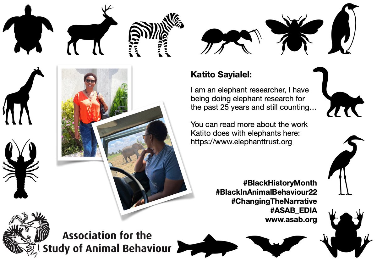 asab_org's tweet photo. This is Katito, she has been researching elephants for a long time. You can find out more about her work @ElephantTrust here: https://t.co/MtWiqV3Pbc We are supporting #BlackHistoryMonth by #ChangingTheNarrative #ASAB_EIDA #BlackInAnimalBehaviour22 https://t.co/B4s6a3j8uv