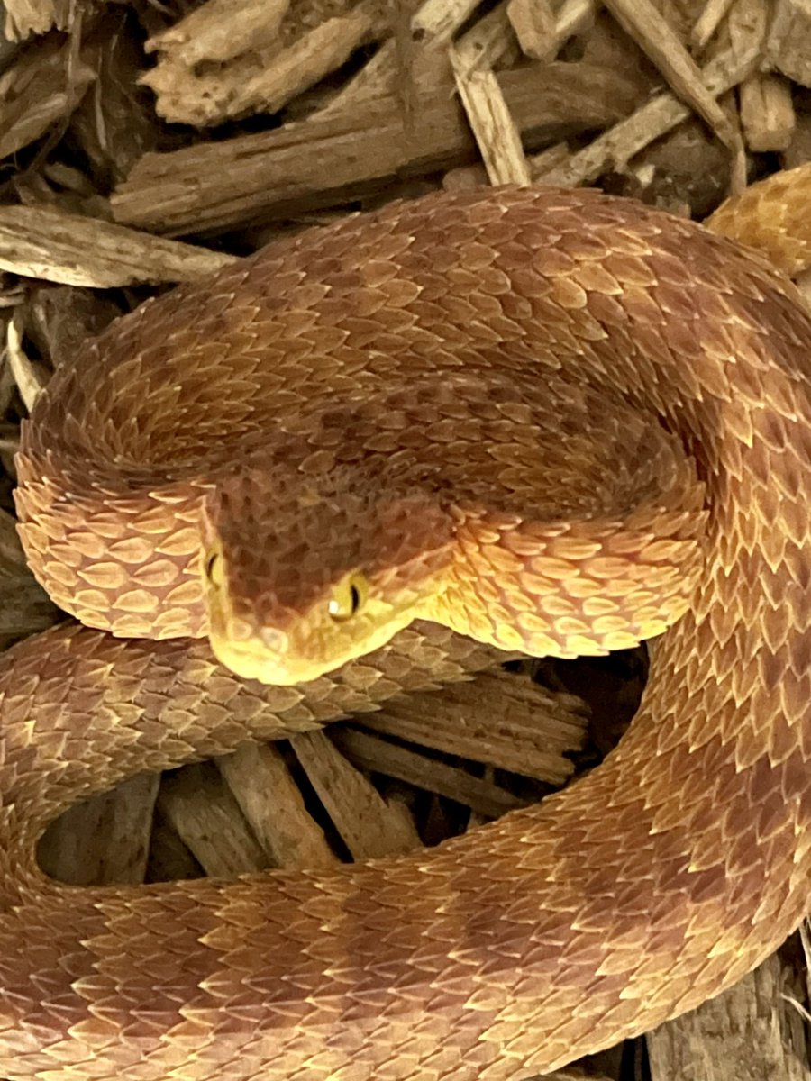 dariusnabers's tweet photo. Always being super sketch…🤣
Variable Bush Viper (Atheris Squamigera)
☠️ Venomous ☠️
#conservation #reptilekeeper #viper #cobra #puffadder #animalsaddict #snake #animals #reptiles #nationalgeographic #venomous #reptilephotography #rattlesnake #elapid #education #wildlife https://t.co/UlxWPUEyZ2