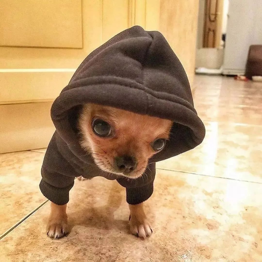 DogDeRue's tweet photo. 🙂 Le Hoodie du vendredi 📸 conorthechihuahua
.
dogderue⁣⁣ - Vêtements &amp; Accessoires pour chien⁣
.⁣⁣
#chihuahua #chiwawa #chien #dog #dogderue https://t.co/J0EyR3skJ3