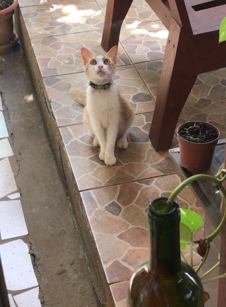 Ginacocop's tweet photo. Mi gato se murió hace tres meses y su novia todavía viene a buscarlo 💔 https://t.co/WcbtBGyIUv