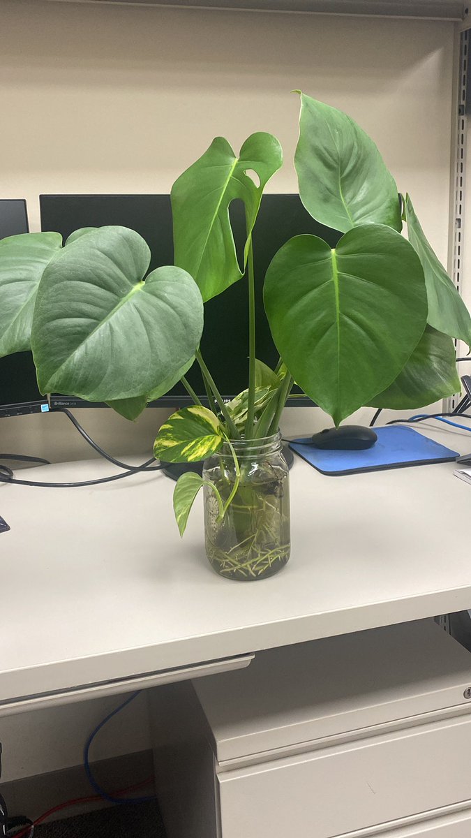 Ilana Bergelson tweet media