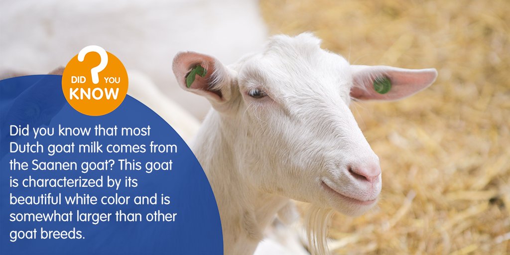 One of the highly underestimated benefits of goat milk is its mild taste! The taste of goat milk is described as mild, light, fresh and delicious.🐐🥛#Ausnutria #InfantNutrition #Nutrition #Dairy #GoatMilk