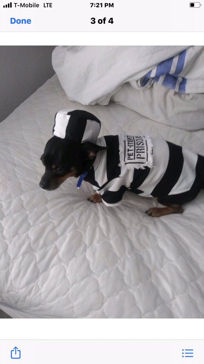RobynRichie4's tweet photo. @whskr Peanut the con. https://t.co/w4NOlEt3FX